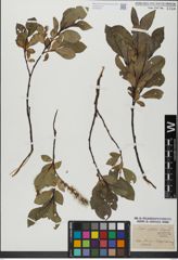 Foto von Salix glabra Scop.